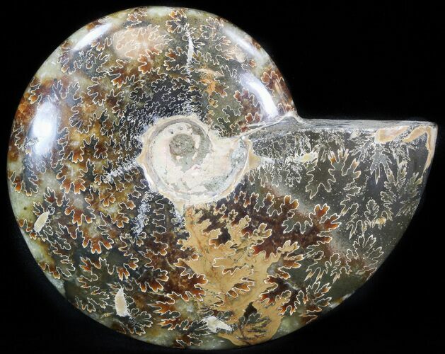 Cleoniceras Ammonite Fossil - Madagascar #41665